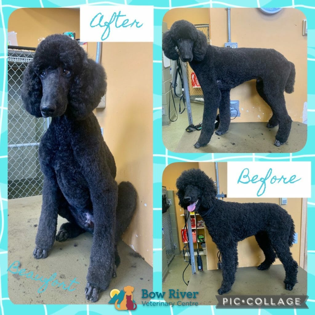 Bow River Poodle Grooming before and after