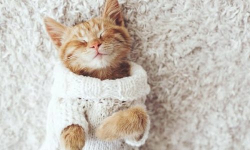 Small orange cat wearing knitted sweater