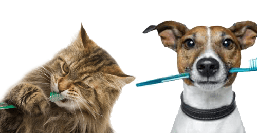 Dog and cat both with toothbrushes in their mouths