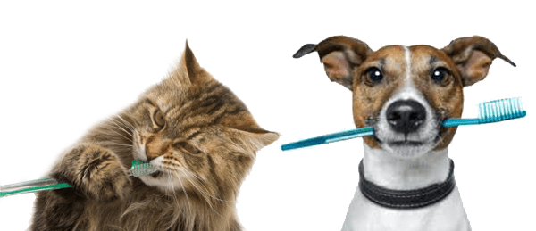 Dog and cat both with toothbrushes in their mouths