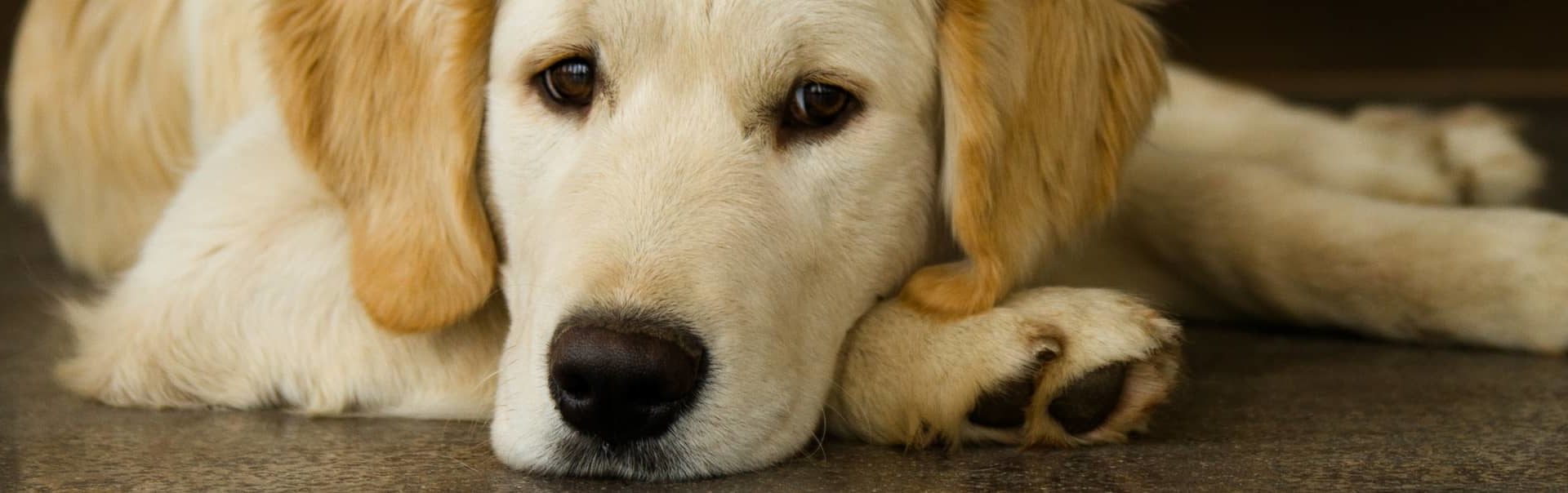 Golden dog resting head on the floor looking at camera