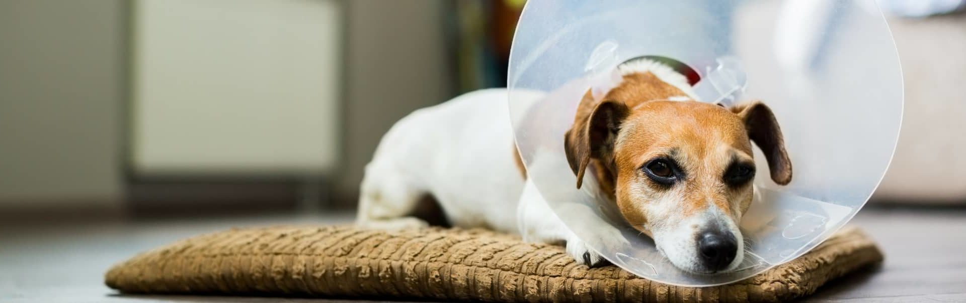 Small brown and white dog laying down with transparent cone around their head