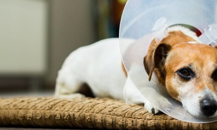 Small brown and white dog laying down with transparent cone around their head