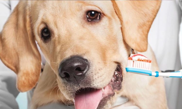 Golden dog getting their teeth brushed