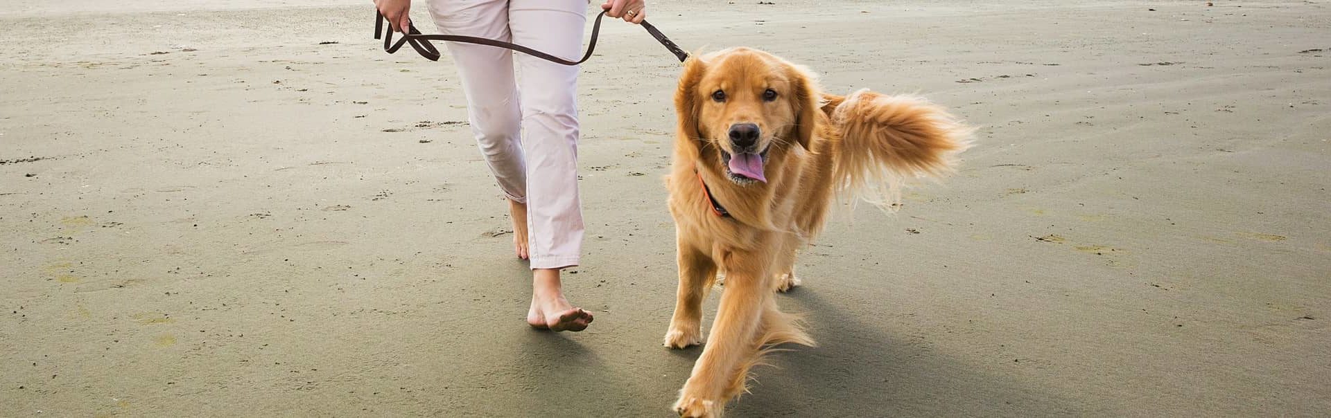 Golden retriever walking on a leash on the beach