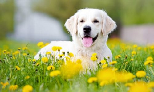 White dog laying in a field of yellow flowers