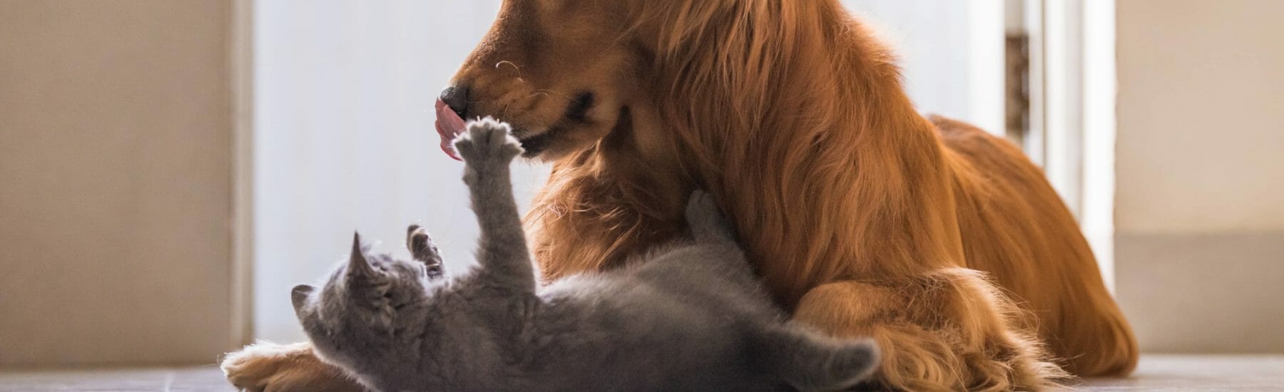 Grey cat and long haired golden dog playing together
