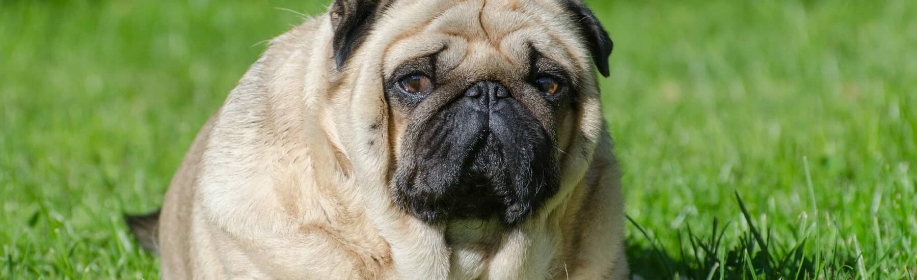 Large pug in the grass looking at camera